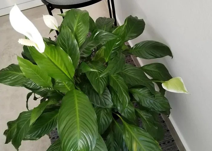 Apartman Mirijana Pula